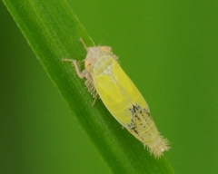 Henschia