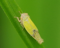 Henschia