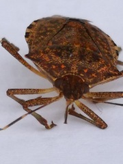 Halyomorpha halys