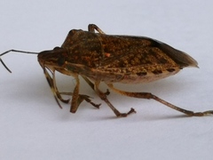 Halyomorpha halys