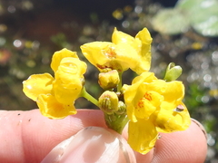 Swollen bladderwort