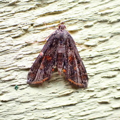 Parapoynx obscuralis