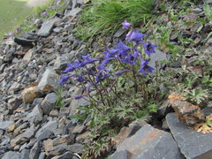 Delphinium caucasicum