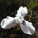 Moraea longiaristata - Photo (c) Nick Helme,  זכויות יוצרים חלקיות (CC BY-SA), uploaded by Nick Helme