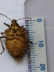 Halyomorpha halys