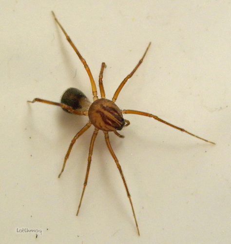 Scytodes velutina