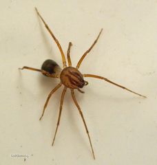 Scytodes velutina