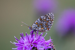 Melitaea pseudornata