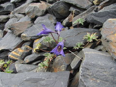 Delphinium caucasicum