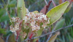 Pterocelastrus rostratus