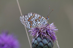 Melitaea pseudornata