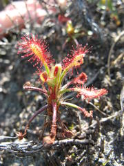 Drosera glabripes
