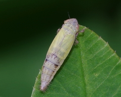 Henschia
