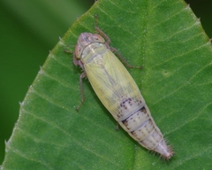 Henschia