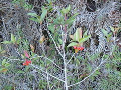 Pterocelastrus rostratus