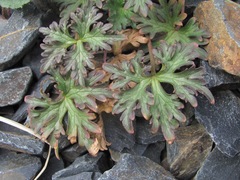 Delphinium caucasicum