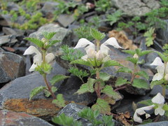 Lamium tomentosum