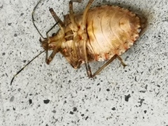 Halyomorpha halys