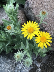 Senecio adenotrichius