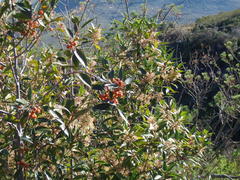 Pterocelastrus rostratus