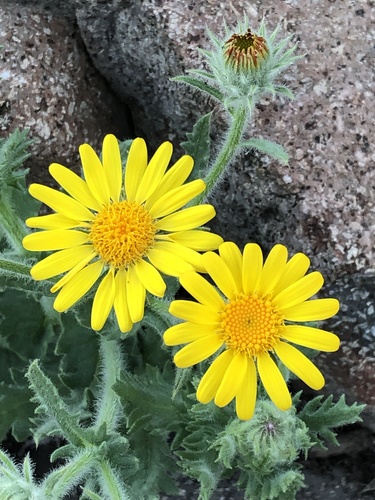 Senecio adenotrichius DC.