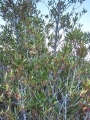 Pterocelastrus rostratus