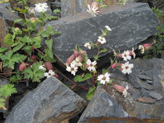 Silene lacera