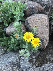 Senecio adenotrichius