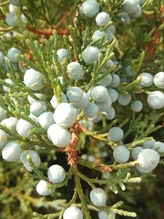 Juniperus sabina