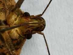 Halyomorpha halys