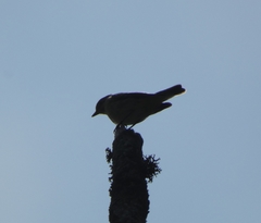 Ficedula hypoleuca