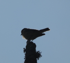 Ficedula hypoleuca