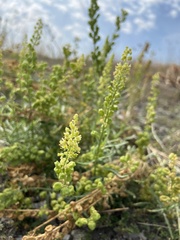 Reseda lutea