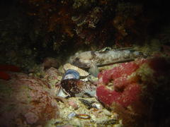 Caffrogobius nudiceps