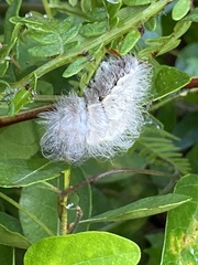 Megalopyge pyxidifera