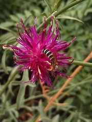 Centaurea scabiosa adpressa
