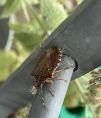 Halyomorpha halys