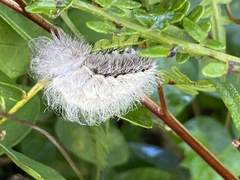 Megalopyge pyxidifera