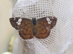 Coladenia hoenei