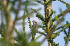 Phylloscopus collybita