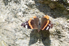 Vanessa atalanta
