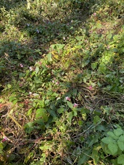 Impatiens glandulifera