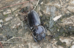 Coleoptera