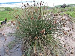 Hellmuthia membranacea