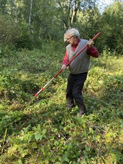 Impatiens glandulifera