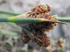 Hellmuthia membranacea