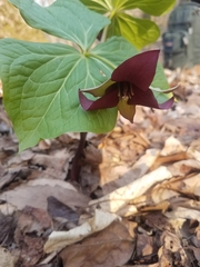 Trillium