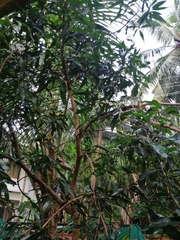 Mangifera indica