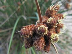 Hellmuthia membranacea