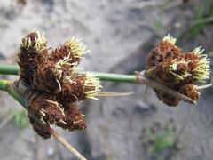 Hellmuthia membranacea